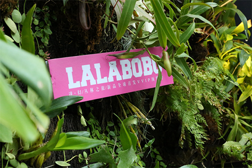 LALABOBO品牌全新升級 | 自主IP害羞熊引關注